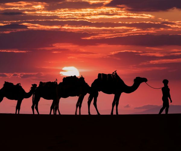 Wüstentrekking Marokko gemeinsam die Sahara entdecken Silhouette einer Karawane mit Kamelen und einem Führer vor einem spektakulären Sonnenuntergang in der Wüste. bei unserer Gruppenreise Marokko.