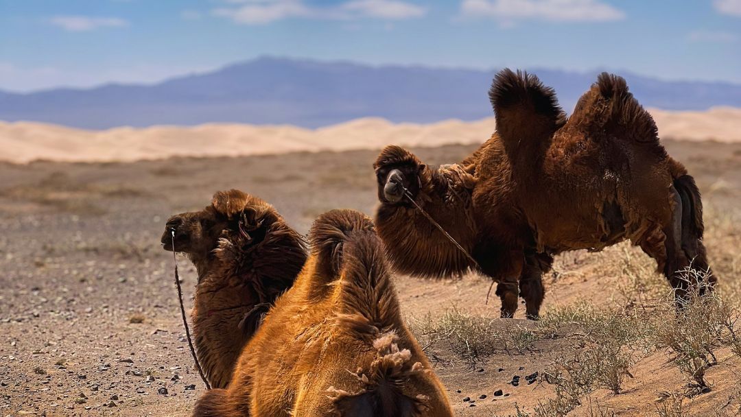 Wüste Gobi - Kamele Baktrische Kamele ruhen in der Gobi-Wüste, mit Sanddünen und Bergen im Hintergrund. Ein typisches Bild der mongolischen Wüstenlandschaft