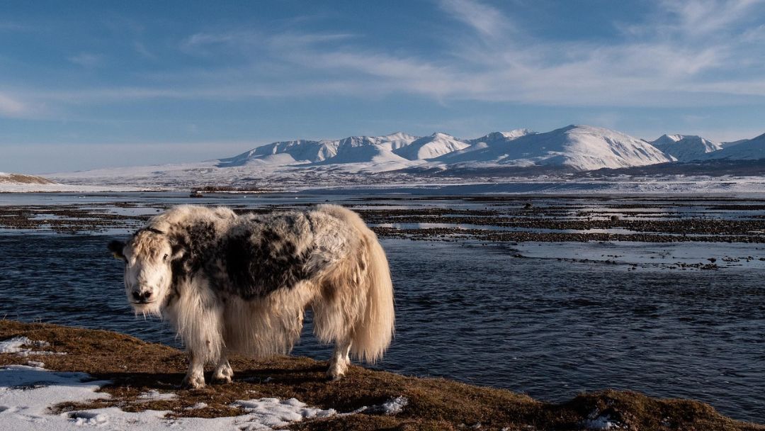 Yak Mongolei Beste Reisezeit Mongolei – Yak am Fluss vor schneebedeckten Bergen im Winter