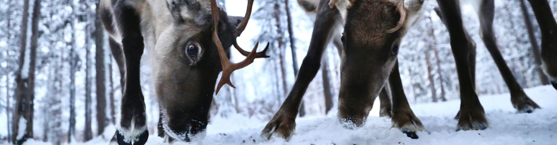 Renntiere Renntiere im Schnee – Nordmongolei Sehenswürdigkeiten & Nomadenleben