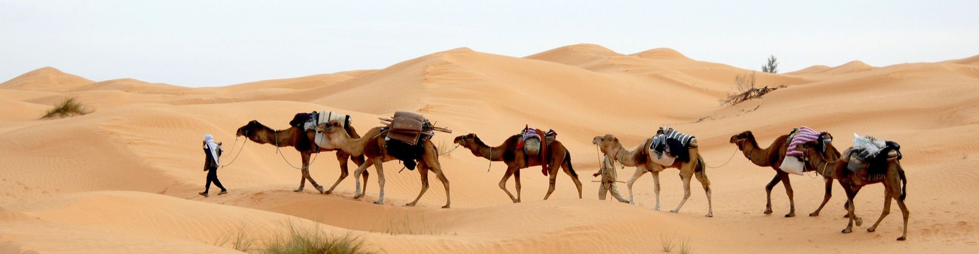 Wüste Gobi Karawane mit beladenen Kamelen in der Sahara – Marokko Wüste