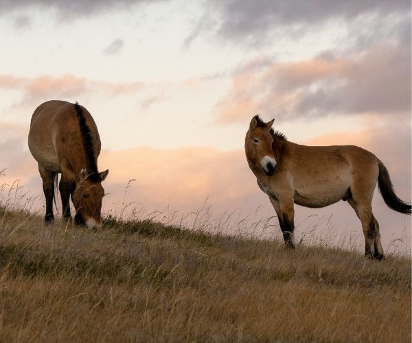 Wildpferde im Hustai-Nationalpark – Sehenswürdigkeit in der Mongolei