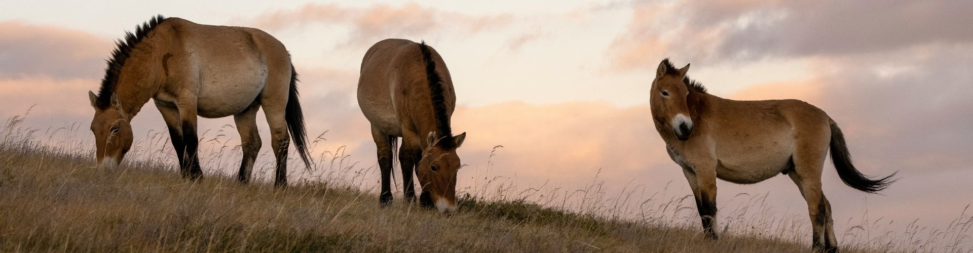 Wildpferde Mongolei Wildlebende Przewalski-Pferde im Khustai-Nationalpark – Sehenswürdigkeiten Zentralmongolei