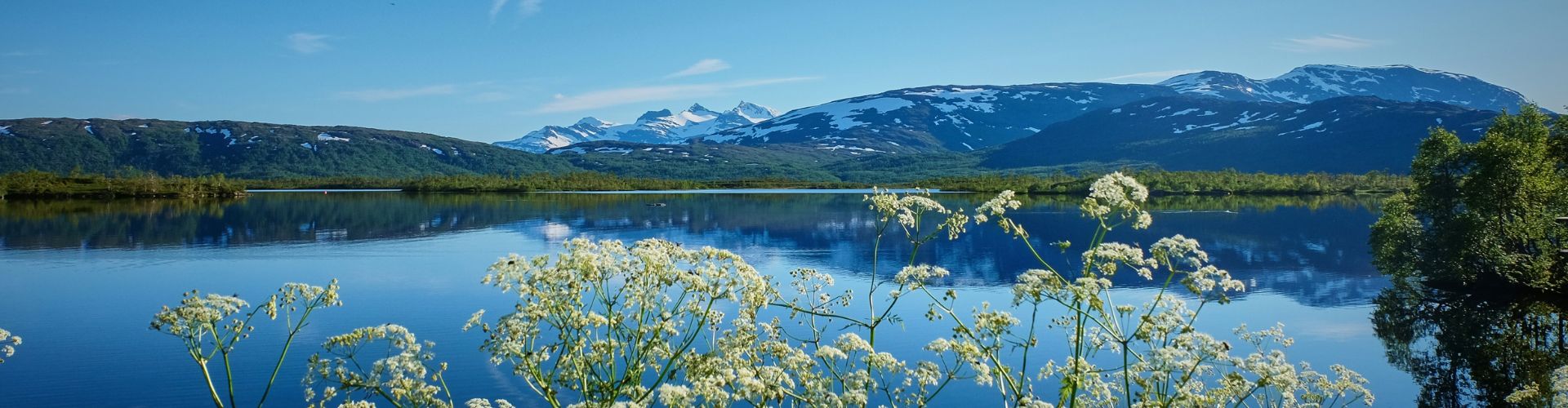 Wildpferde Mongolei Sommer in Schwedisch Lappland – Blick auf See, Berge und Wildblumen bei Sonnenschein