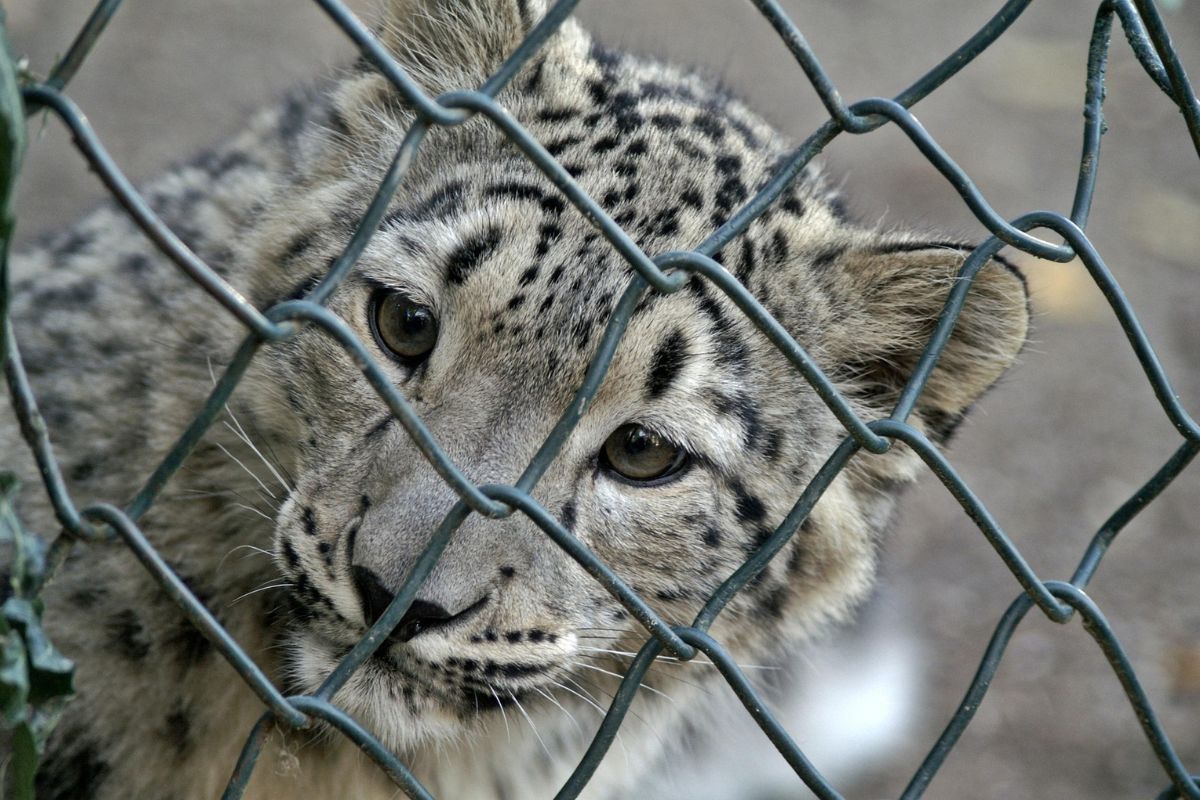 Viele sehen Tiere lieber auf Nummer sicher. Doch was bleibt davon hängen? Leopard hinter einem Maschendrahtzaun in einem Zoo
