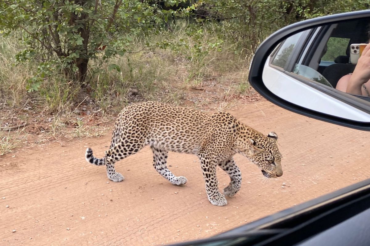 Keine Zäune, kein Zoom – nur du, der Busch, und ein neugieriger Leopard. Unplanbar, unvergesslich, echt. Leopard läuft neben einem Auto durch den Busch
