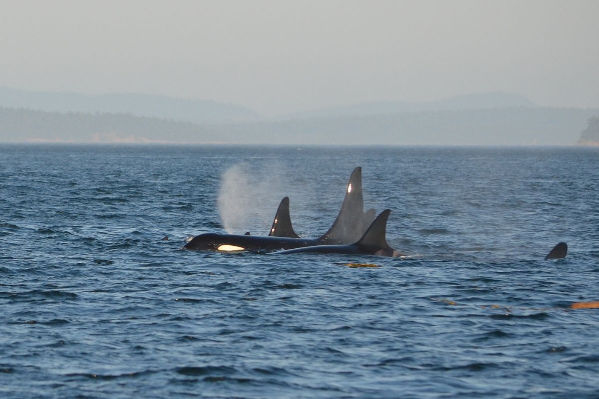 Orcas im offenen Meer, Rückenflossen ragen aus dem Wasser Orcas im offenen Meer – kein Ausflug, sondern echtes Abenteuer