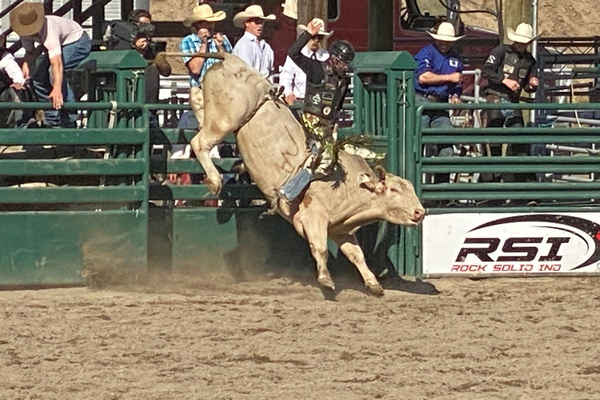 Kultur zum Festhalten? Lieber zum Festhalten müssen – mitten im Rodeo statt auf dem Audioguide. Cowboy auf einem Rodeo-Stier beim wilden Ritt in einer staubigen Arena – mitten im Geschehen bei einem traditionellen Rodeo in den USA.