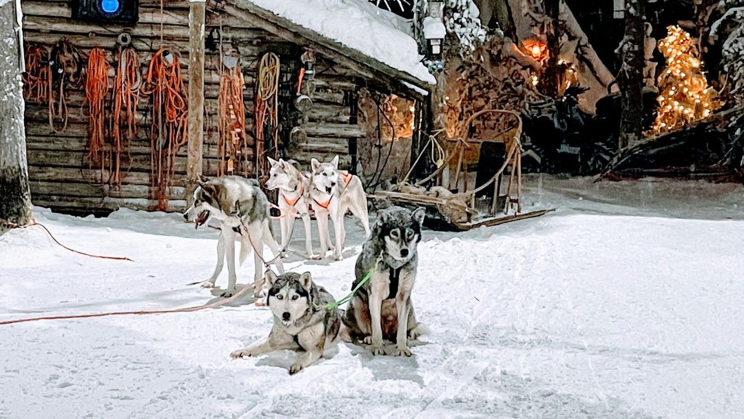 Wüste Gobi - Kamele Hundeschlittenteam vor einer winterlichen Hütte in Lappland – typisches Bild für eine Huskytour im Herbst- oder Winterurlaub 2025.