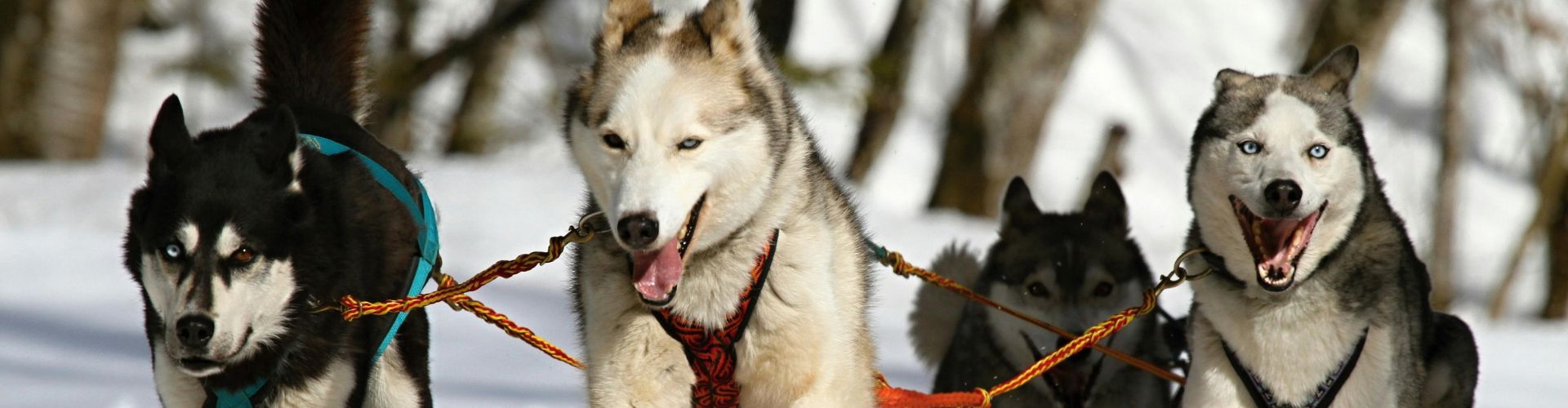 Design ohne Titel - 2025-06-12T160026.182 Huskys im Schlittenhundegespann während einer Tour durch Finnland Lappland – Abenteuer auf Hundeschlitten