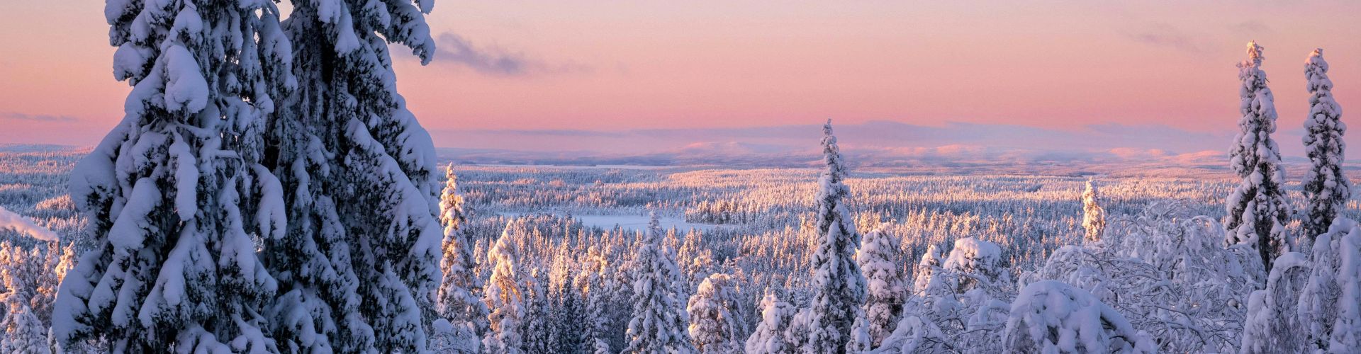 Design ohne Titel - 2025-06-12T160251.461 Verschneite Wälder und rosa Abendhimmel in Finnland Lappland – unberührte Winterlandschaft im hohen Norden